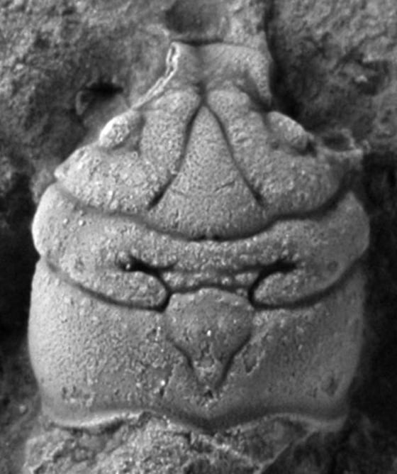 Another new species of Jurassic crab, Prosopon, was discovered in the Ernstbrunn Quarries, Austria. Its head is at the top of the image, and its eyes would be on either side of the rostrum, or the beaklike structure. 